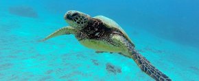 Turtle Town snorkeling